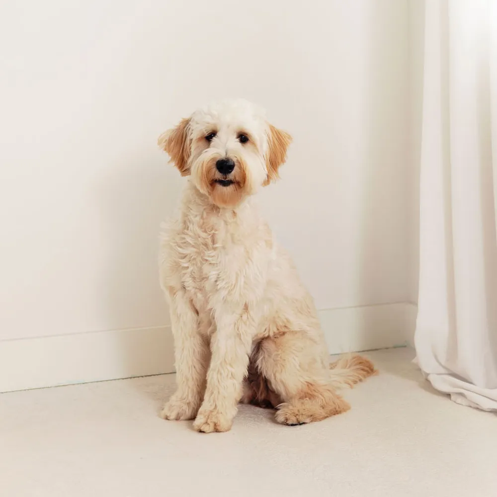 Ontwerp zonder titel